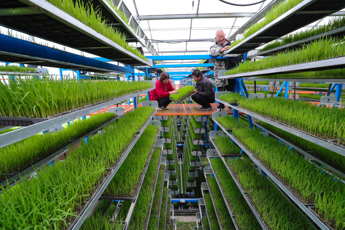 农业科技进乡村 提高农作物产量质量