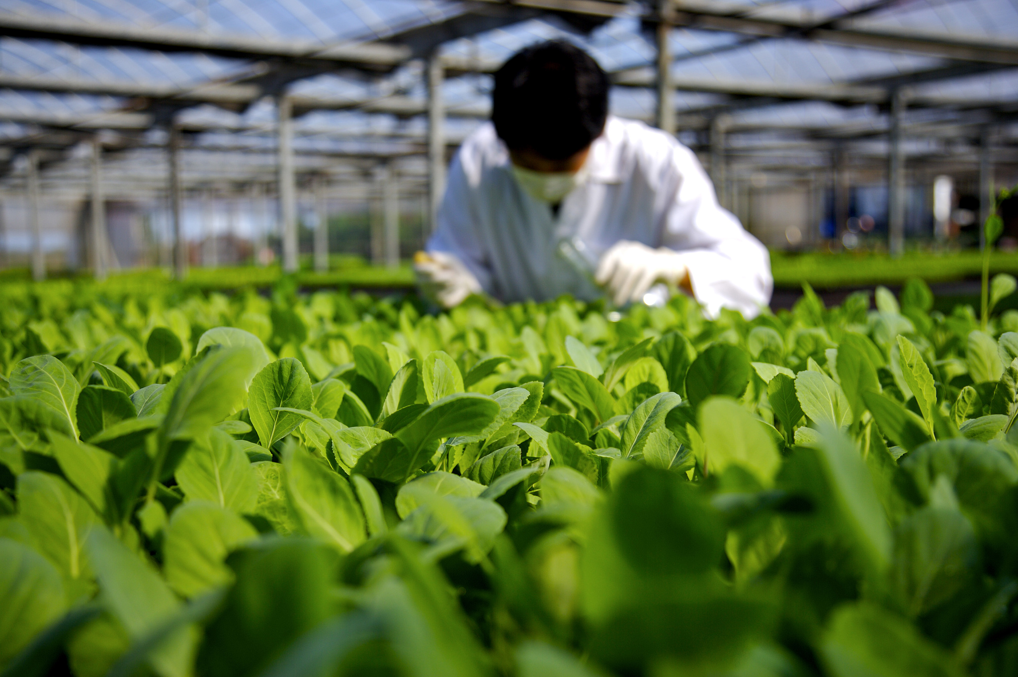 包头市九原区农业技术推广中心圆满完成2024年农作物秸秆综合利用项目