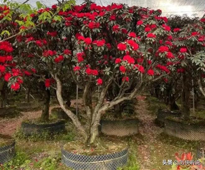 贵州600万野生古树惨遭盗挖！1419棵百年马缨杜鹃被毁判刑